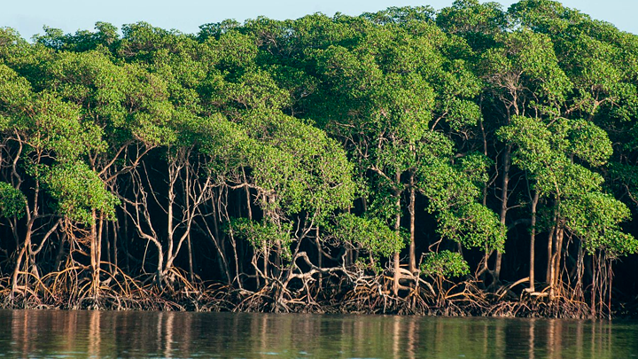 Governo Federal lança programa nacional para conservação e uso sustentável de manguezais